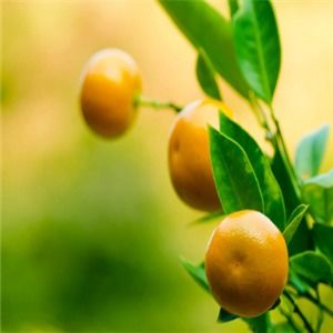 南北鮮果加盟可靠嗎？一份全面的新鮮水果零售加盟指南